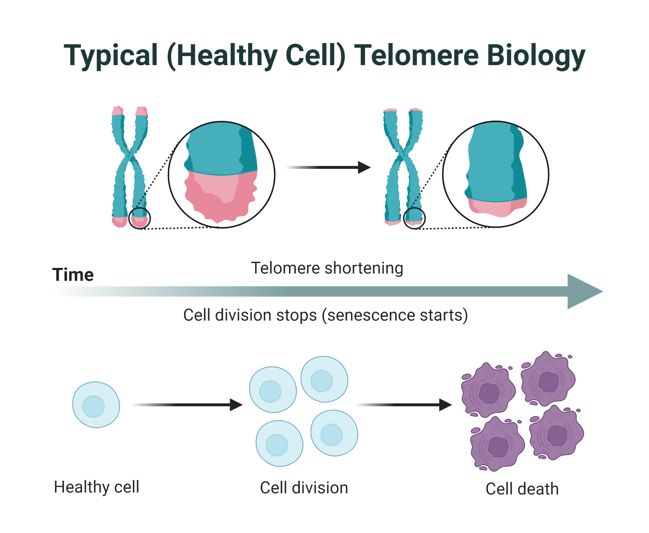 Healthy Cells